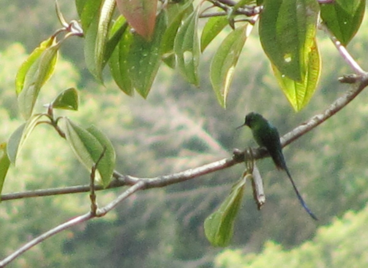 Long-tailed Sylph - ML518023671