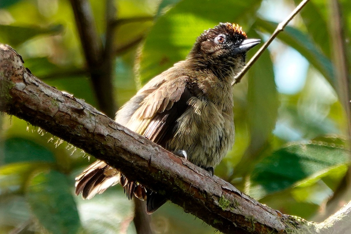 Olivaceous Piculet - ML518024001