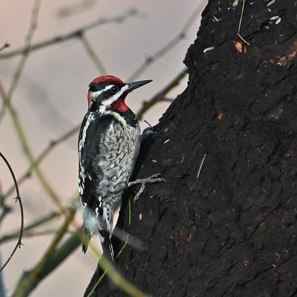 Red-naped Sapsucker - Ronnie Reed