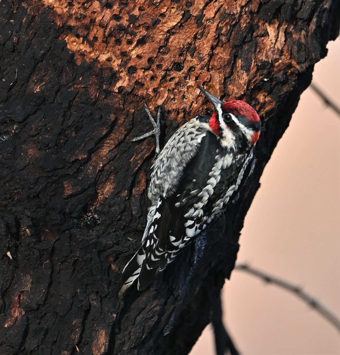 Red-naped Sapsucker - Ronnie Reed