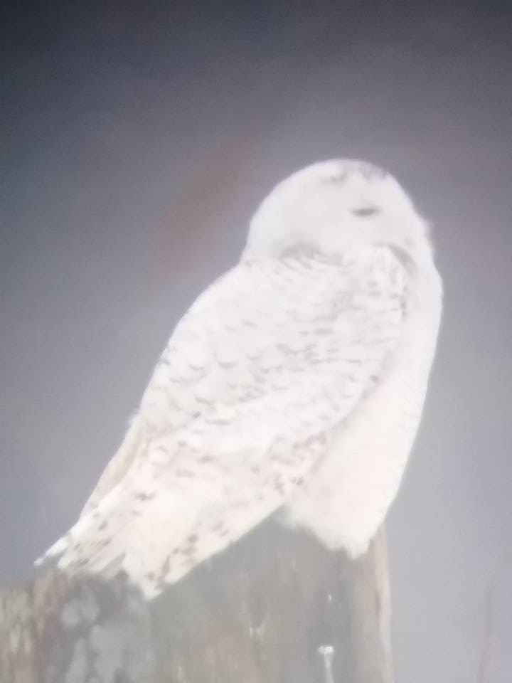 Snowy Owl - ML51802751