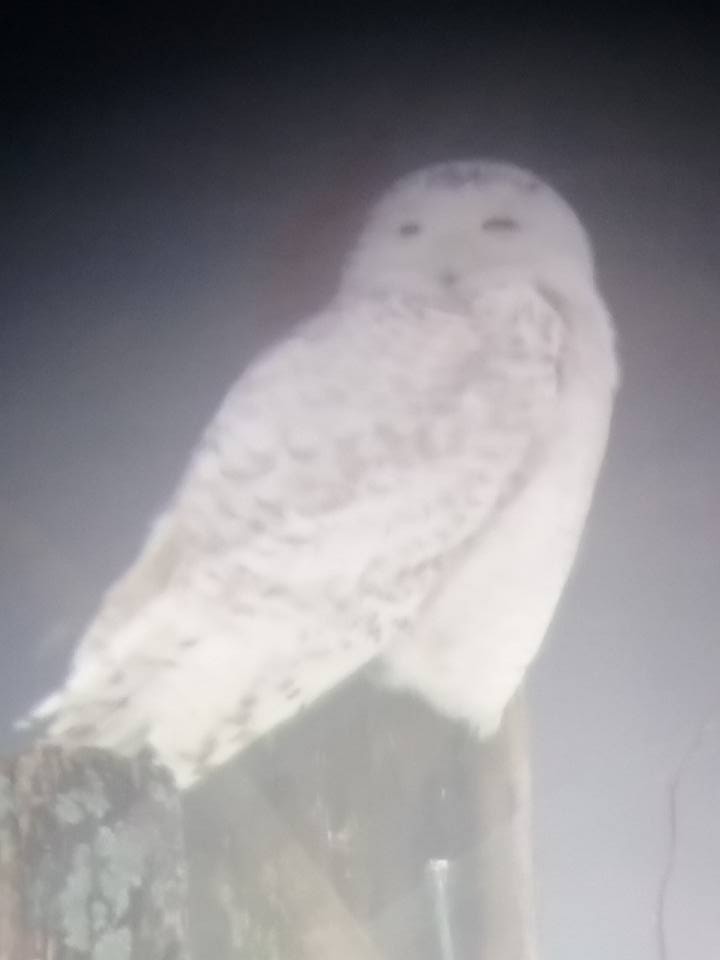 Snowy Owl - Kim Springer