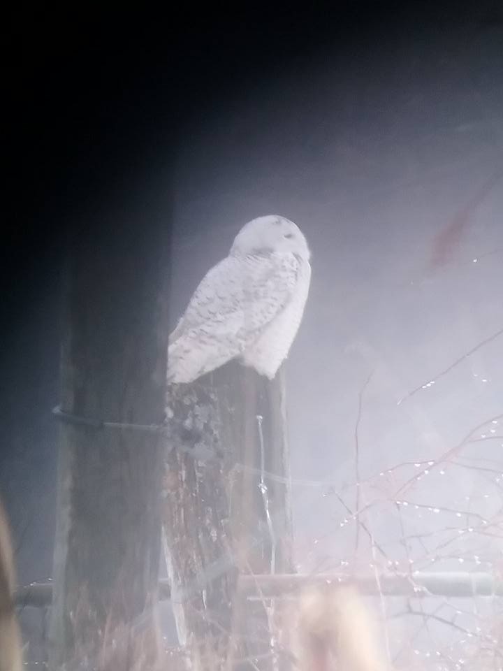 Snowy Owl - Kim Springer