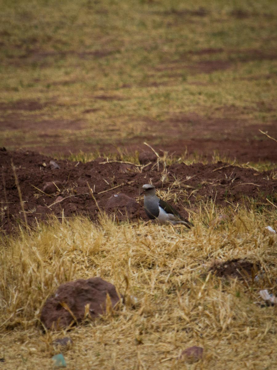 Andean Lapwing - ML518035321
