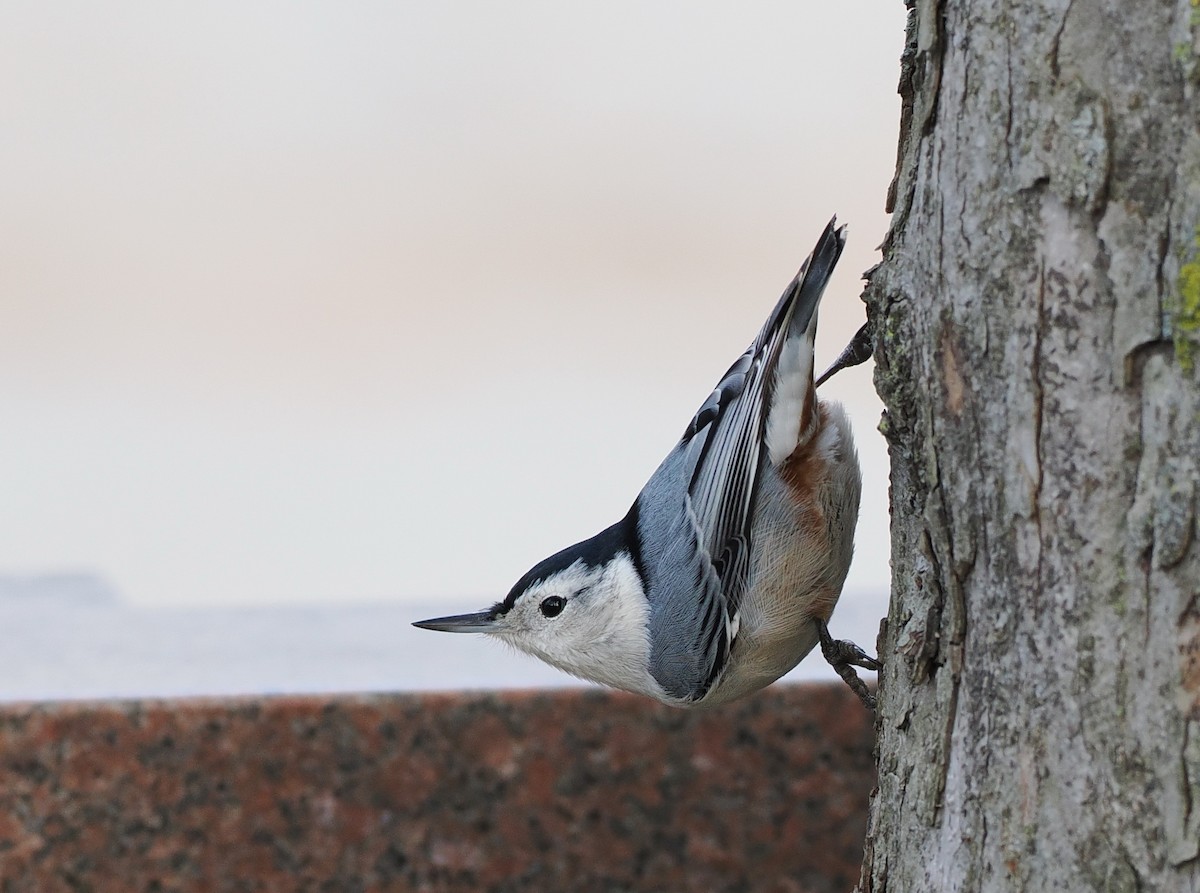 White-breasted Nuthatch - ML518037641