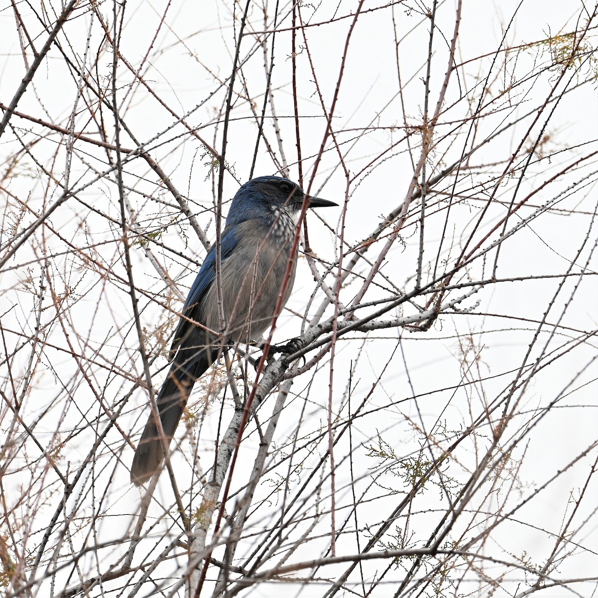 Woodhouse's Scrub-Jay (Woodhouse's) - Ronnie Reed