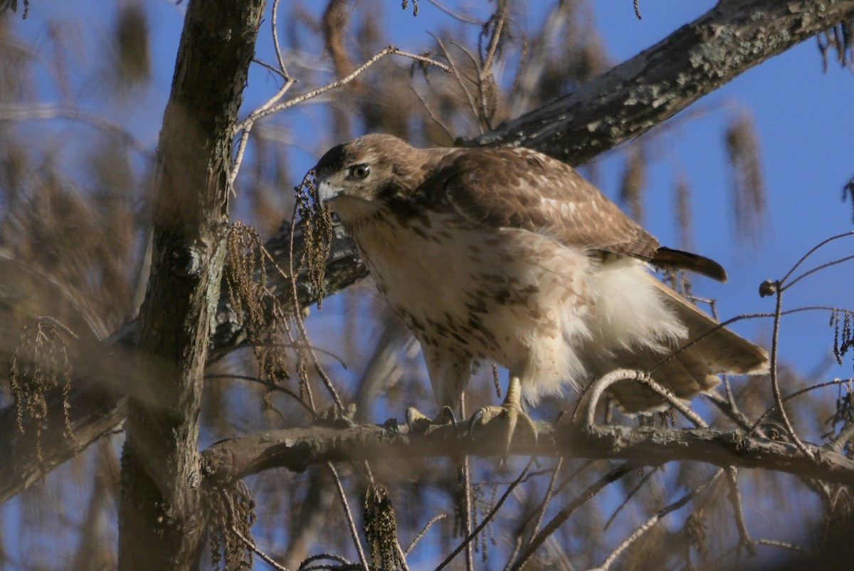 Red-tailed Hawk - ML518037881