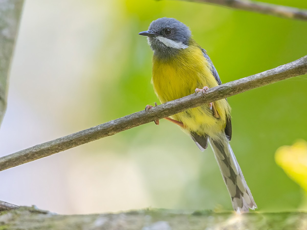 Black-throated Apalis - Apalis jacksoni - Birds of the World