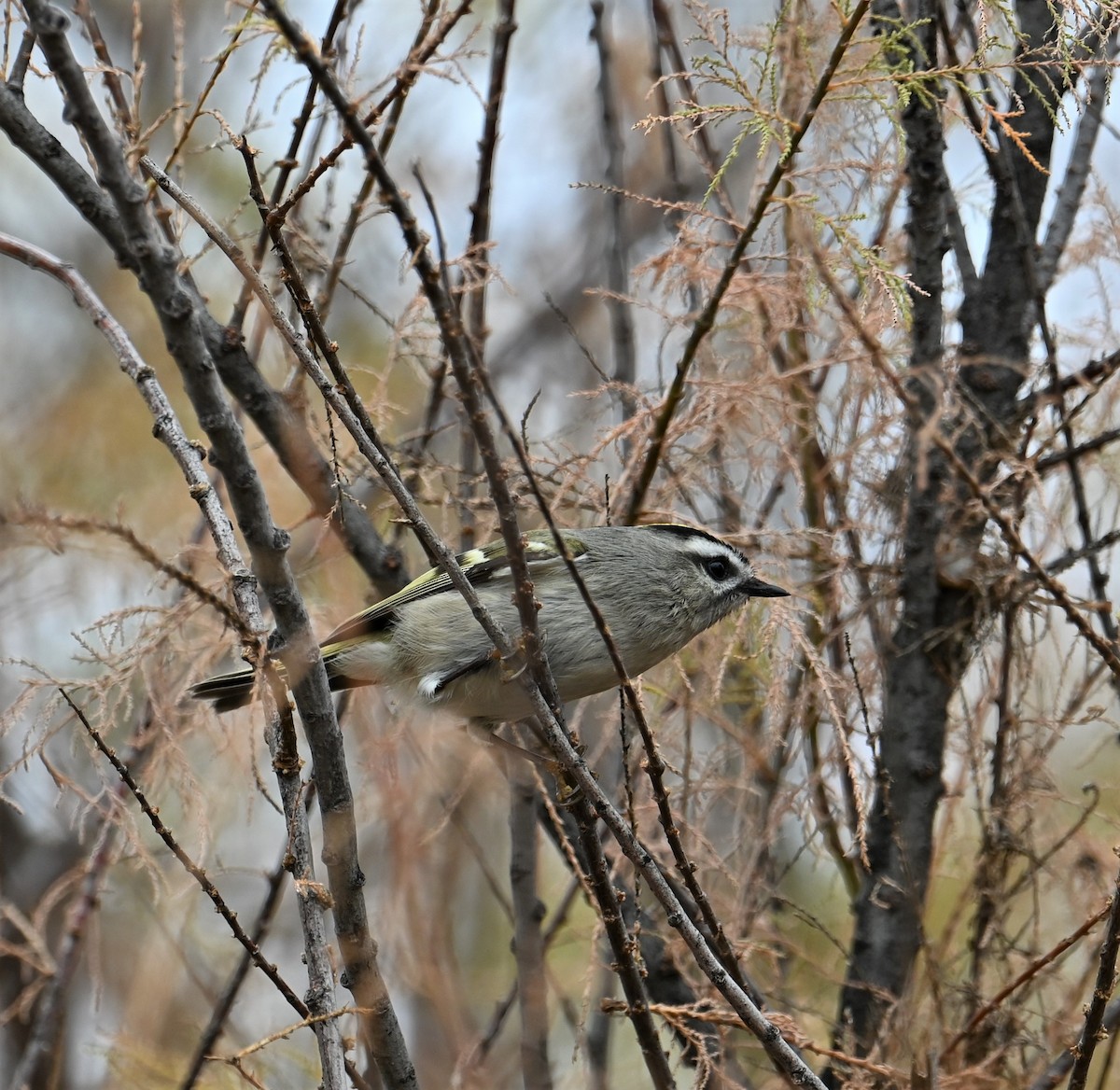 Golden-crowned Kinglet - Ronnie Reed