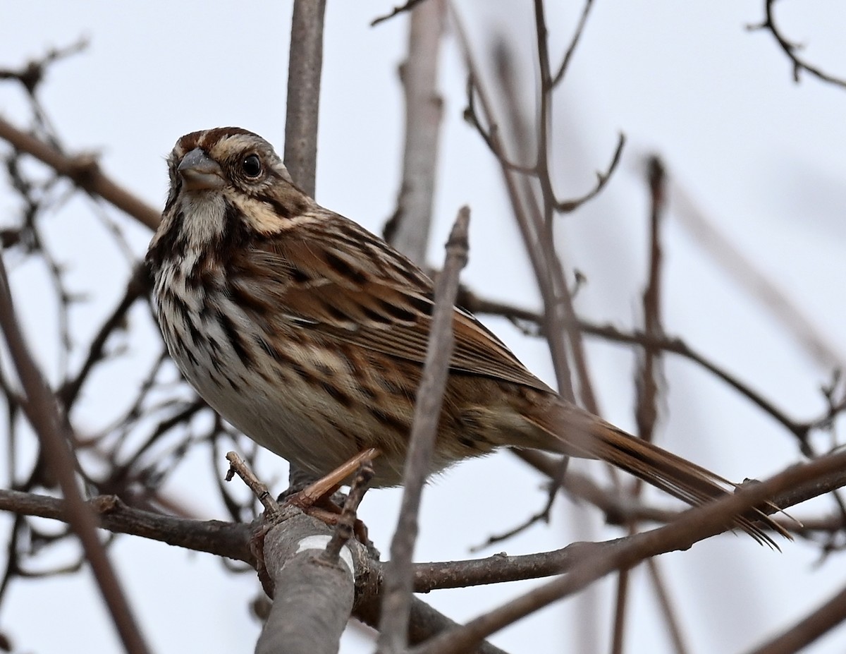 Savannah Sparrow - ML518040111