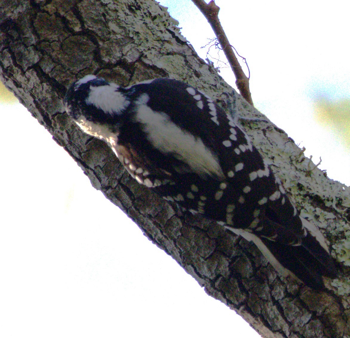 Downy Woodpecker - ML518040341