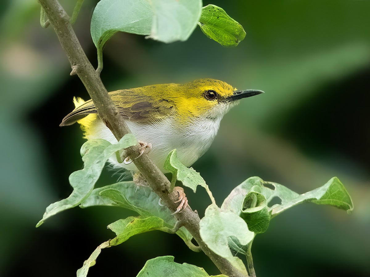 Yellow-browed Camaroptera - Camaroptera superciliaris - Birds of the World