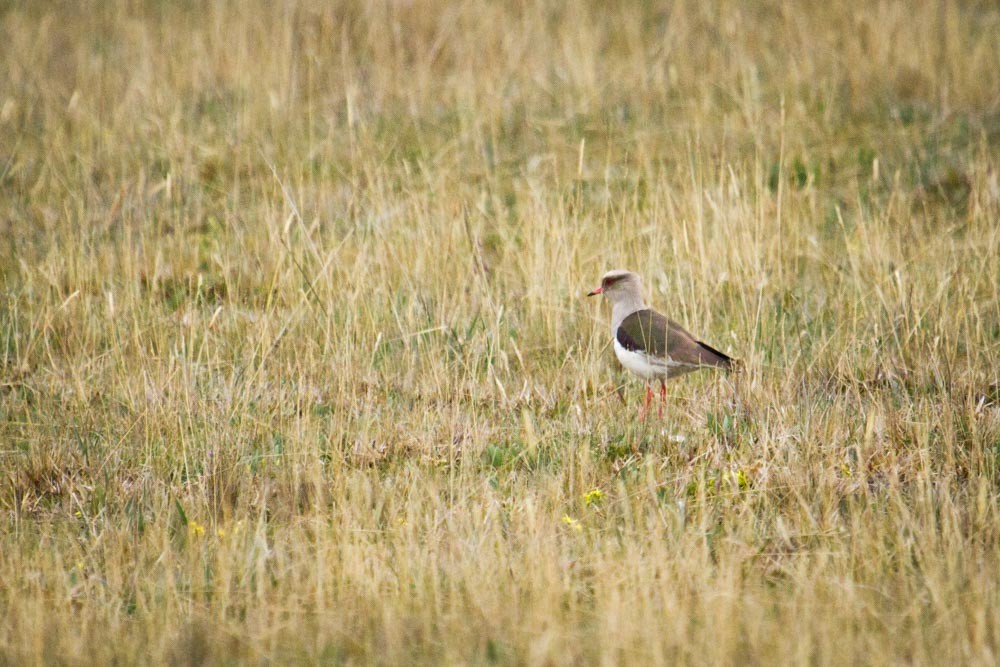 Andean Lapwing - ML518041921
