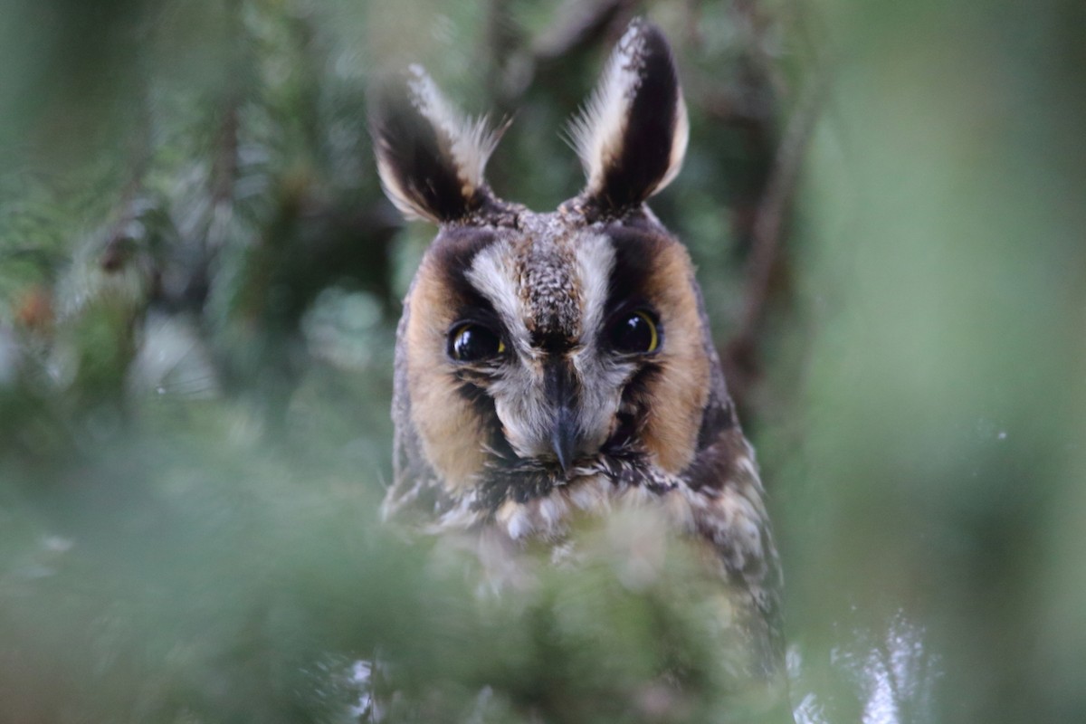 Long-eared Owl - ML51804581