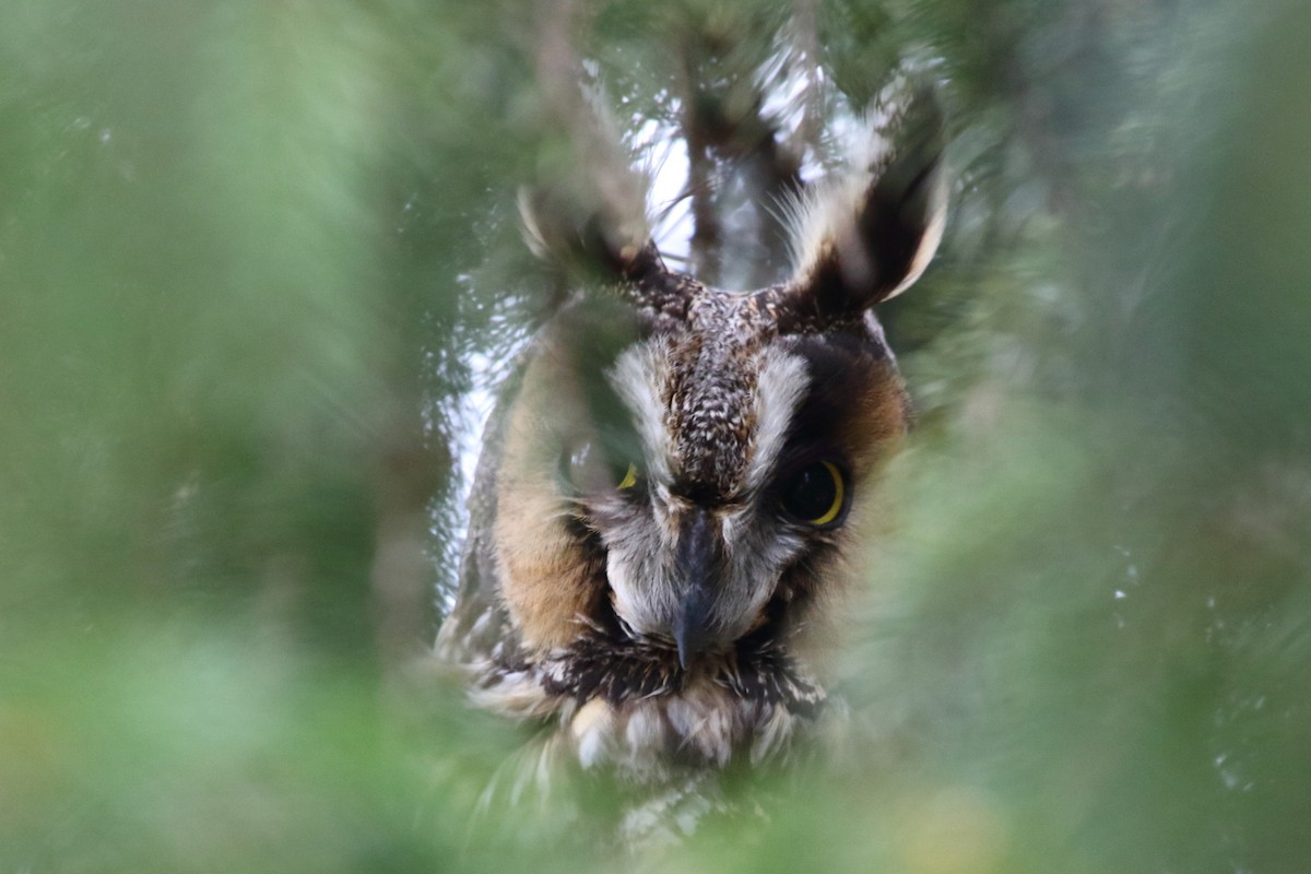 Long-eared Owl - ML51804591