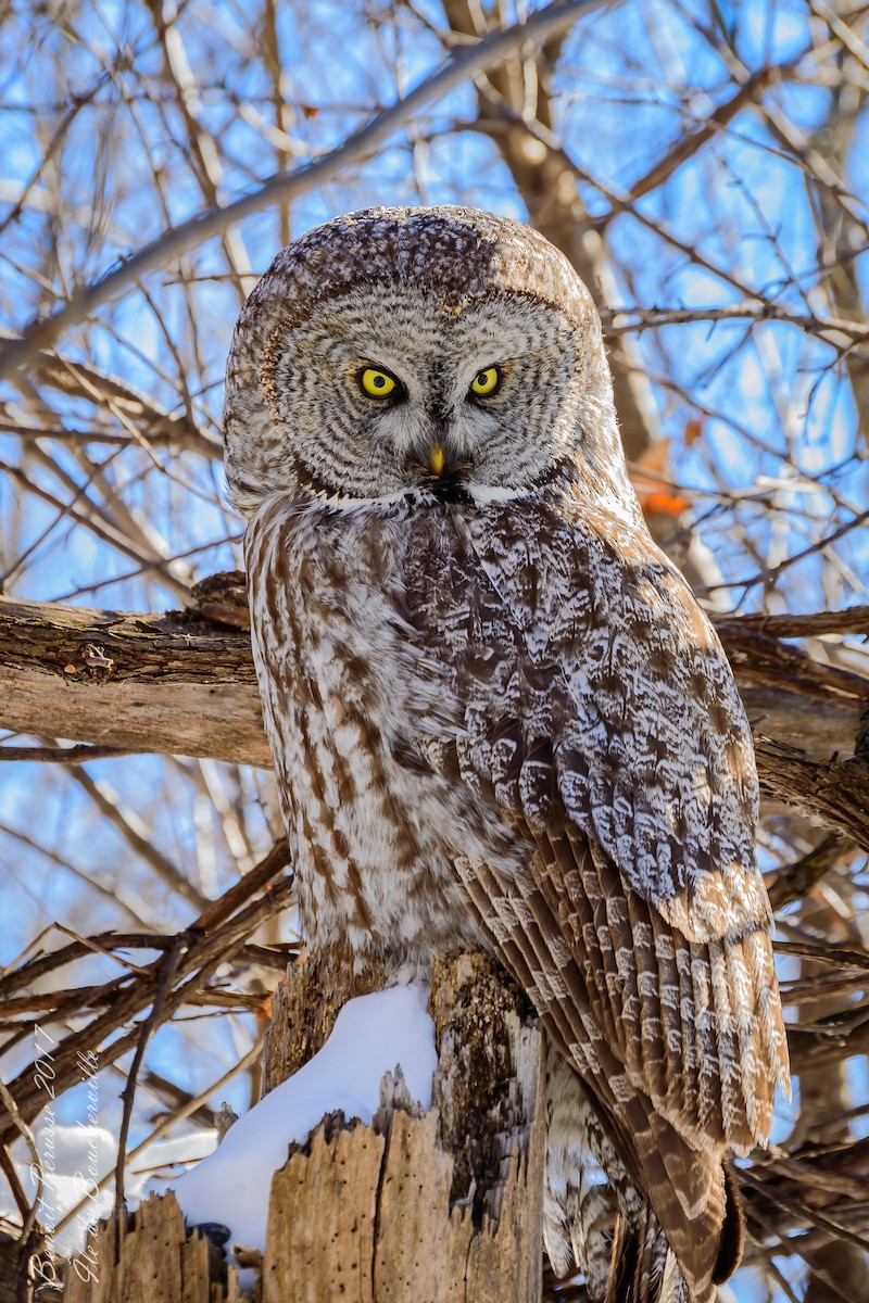 Great Gray Owl - Benoit Pérusse