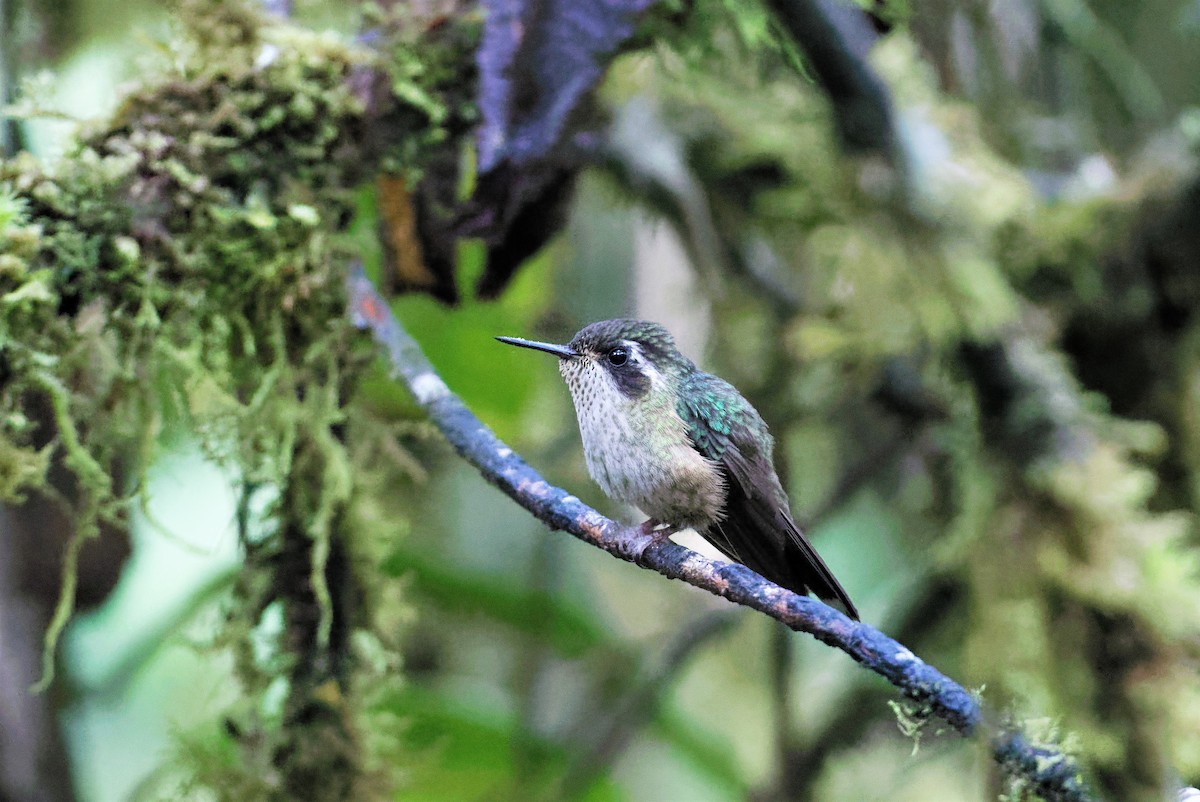 Speckled Hummingbird - Braydon Luikart