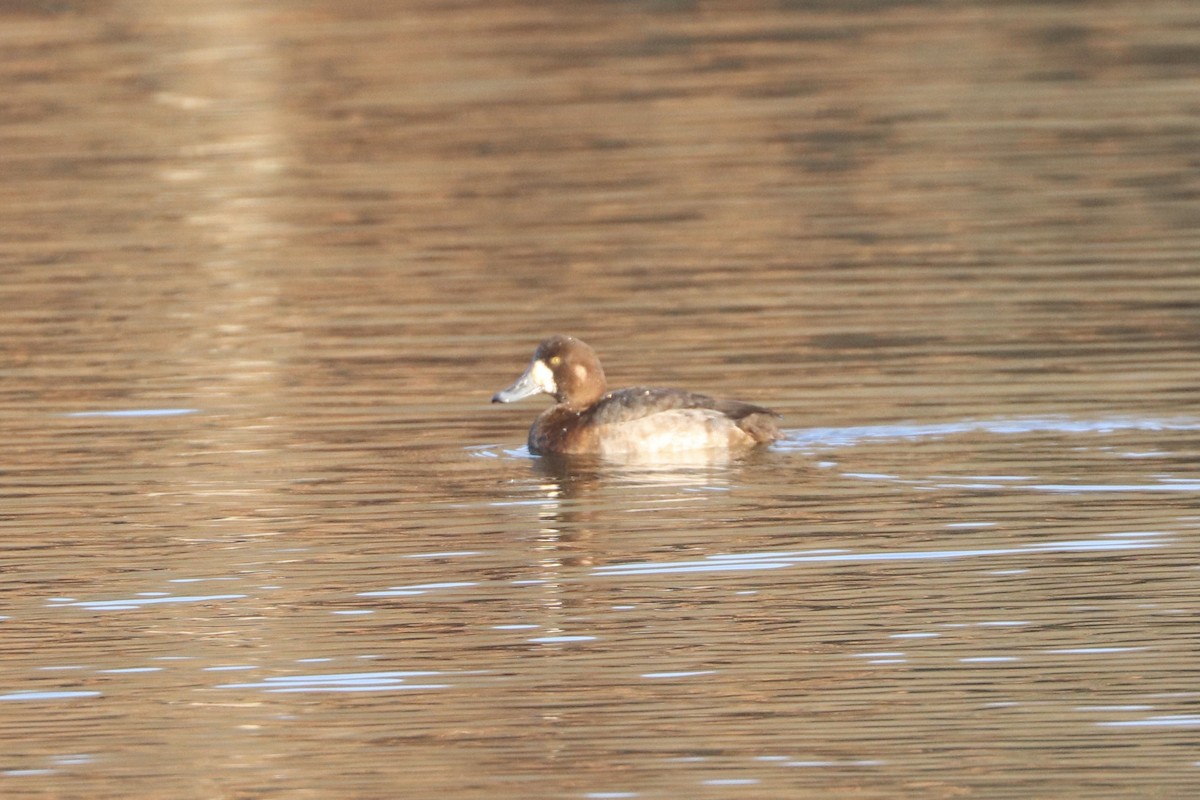 Greater Scaup - ML518053431