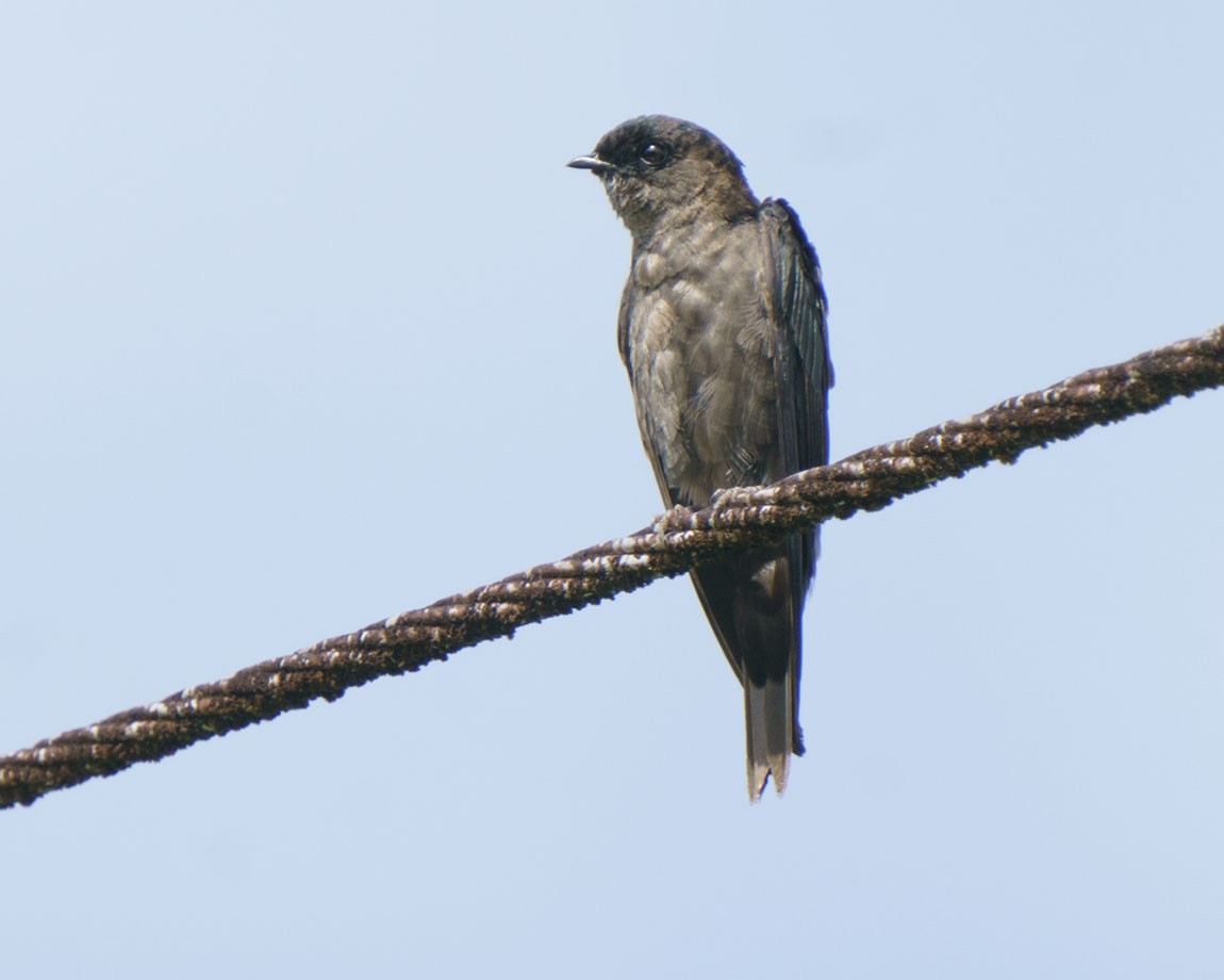 White-thighed Swallow - ML518054721
