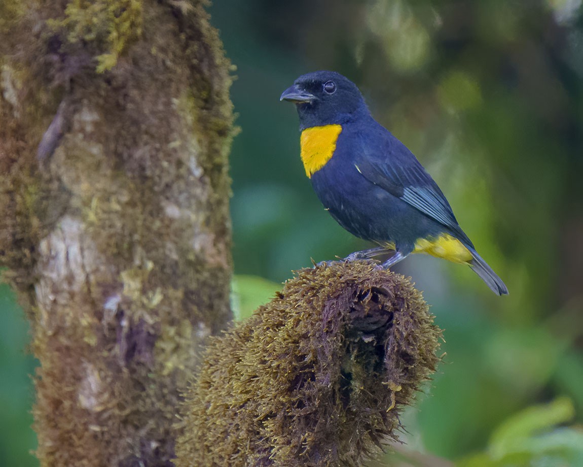 Golden-chested Tanager - Mick Greene