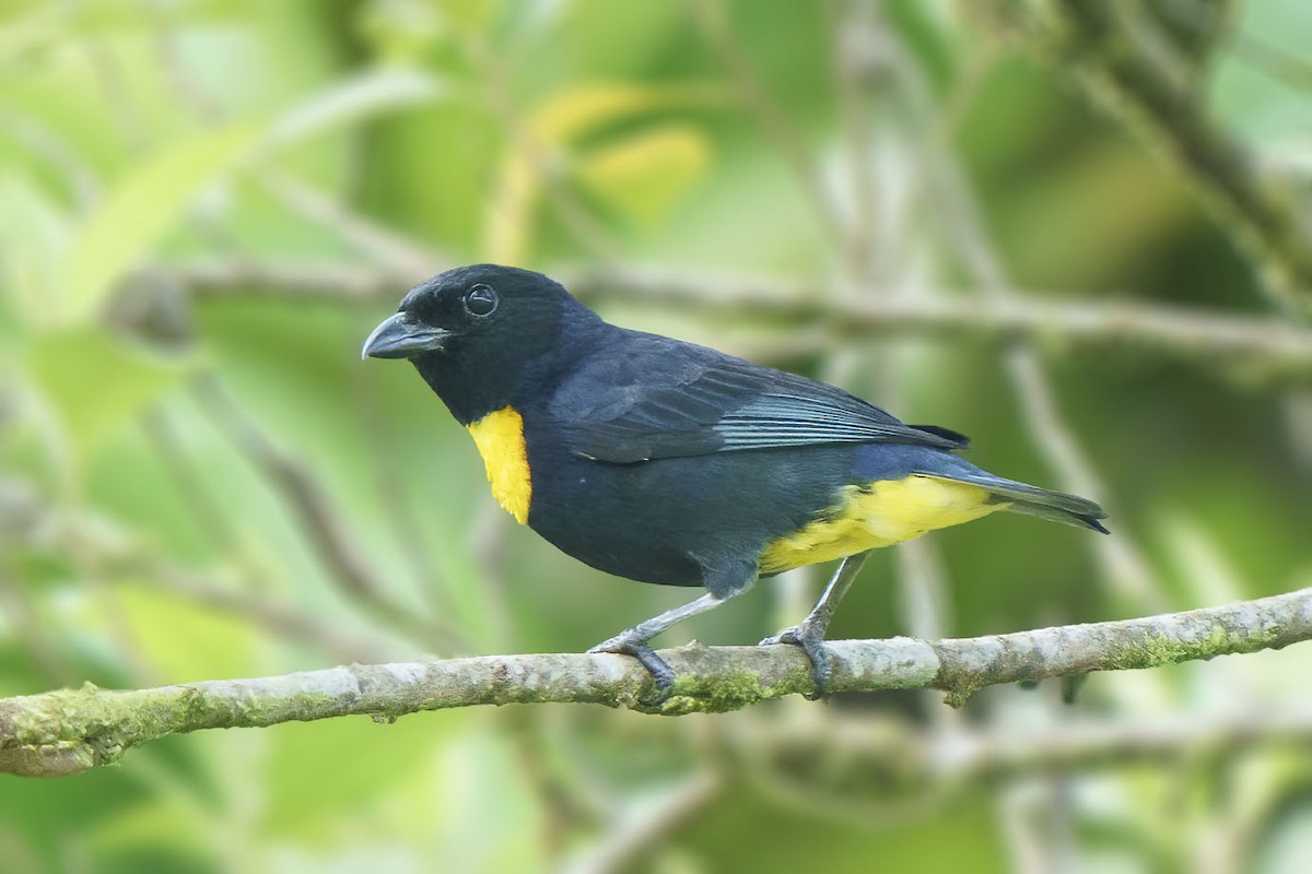 Golden-chested Tanager - ML518055531