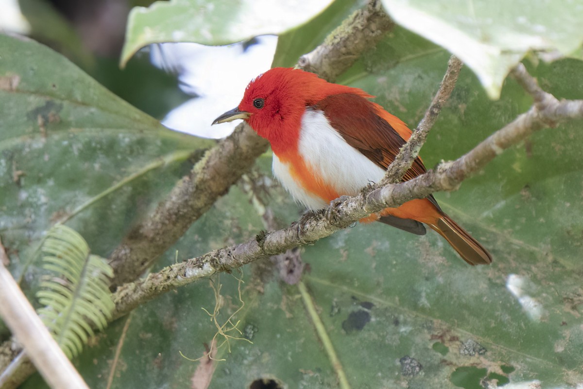 Scarlet-and-white Tanager - ML518055851