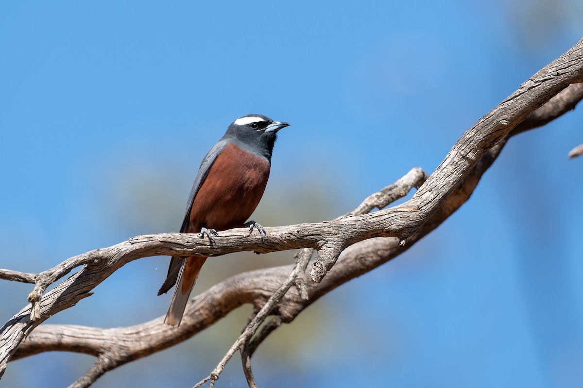 White-browed Woodswallow - Ian Melbourne