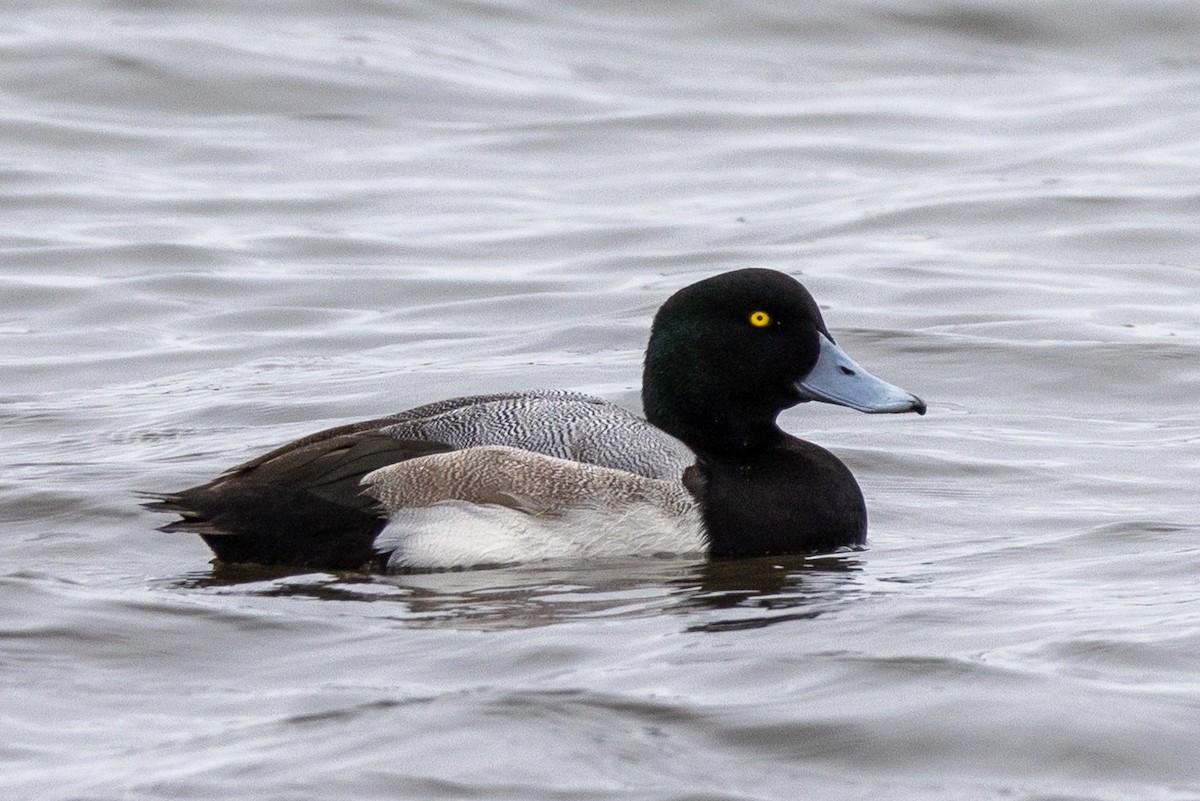 Greater Scaup - ML518060731