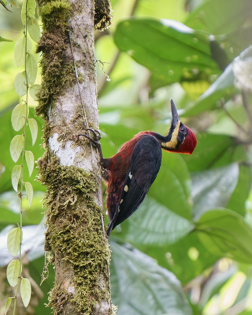 Crimson-bellied Woodpecker - ML518062071