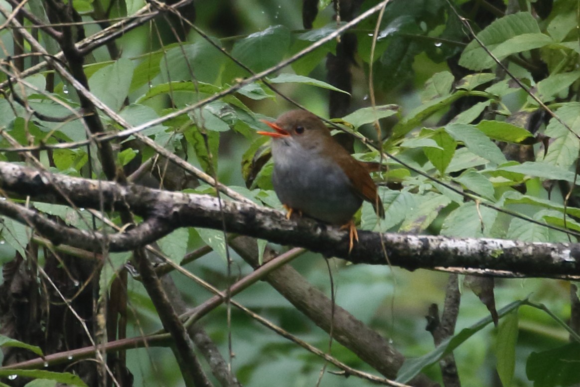 Orange-billed Nightingale-Thrush (Brown-headed) - ML518062641