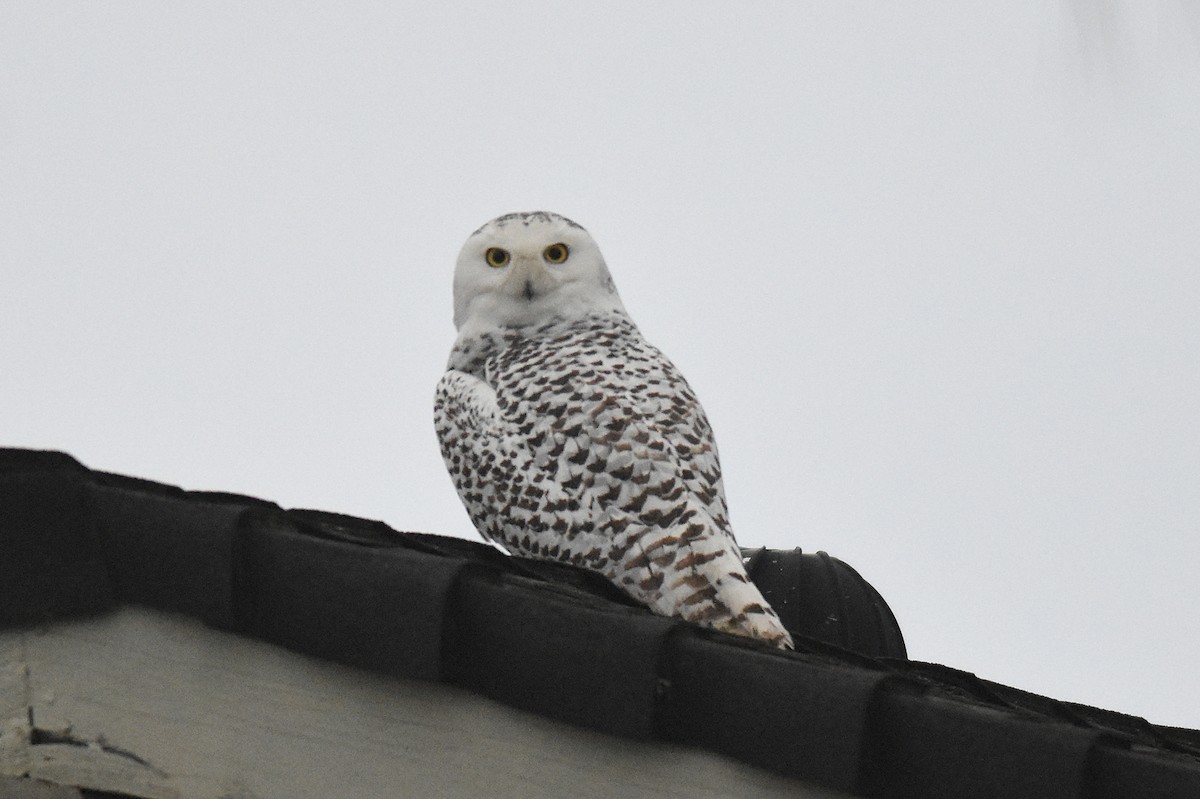 Snowy Owl - Mike Huang