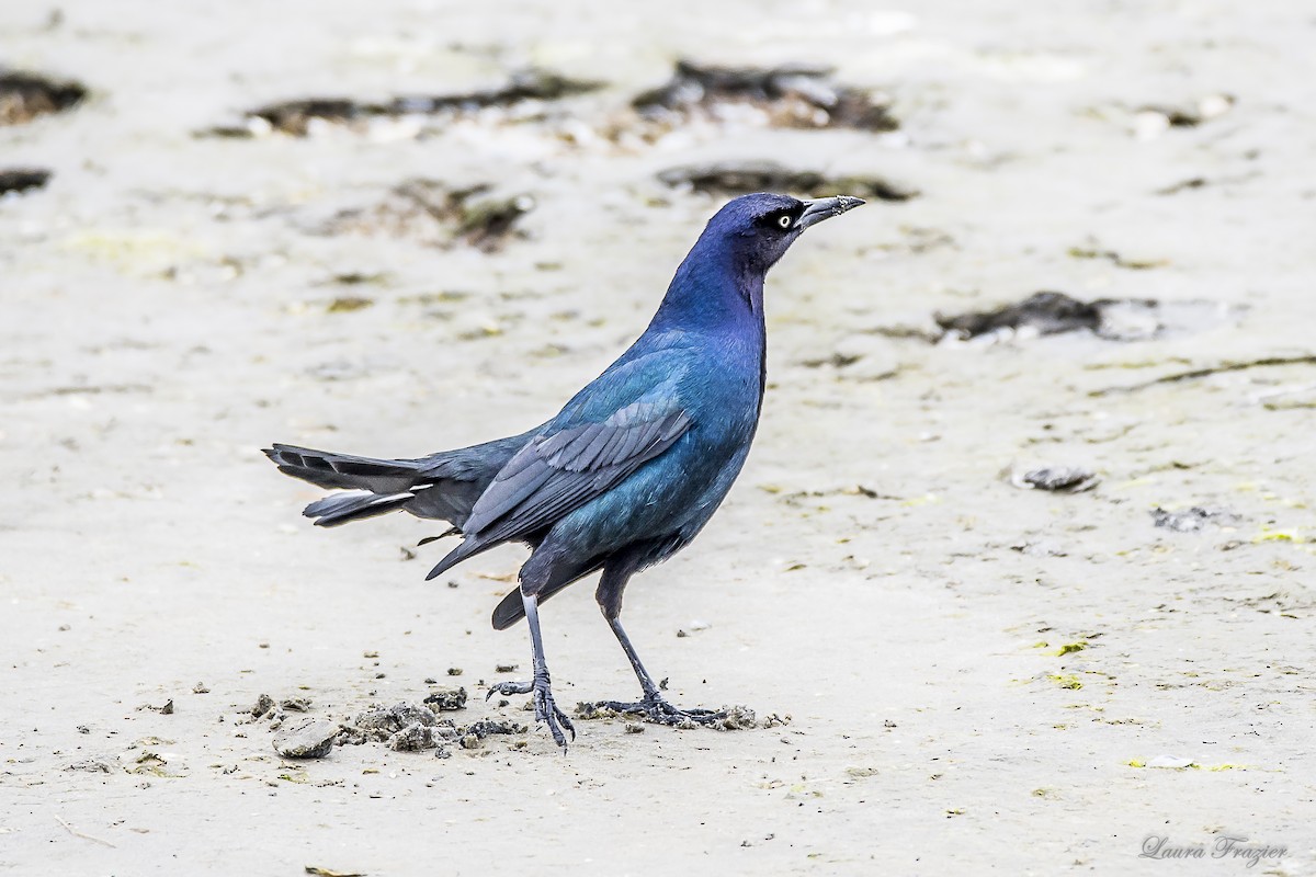 Boat-tailed Grackle - ML51806611