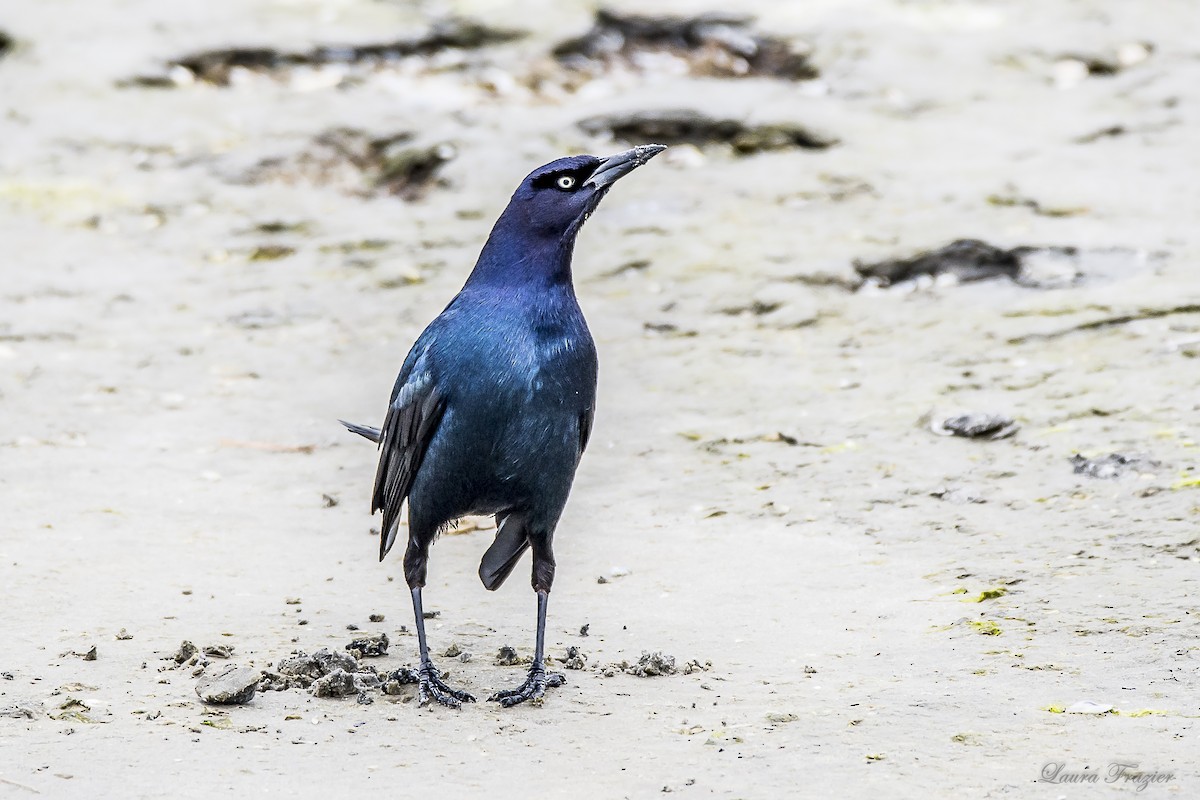 Boat-tailed Grackle - LAURA FRAZIER