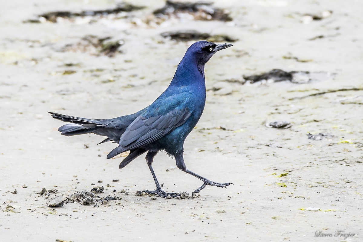 Boat-tailed Grackle - ML51806631