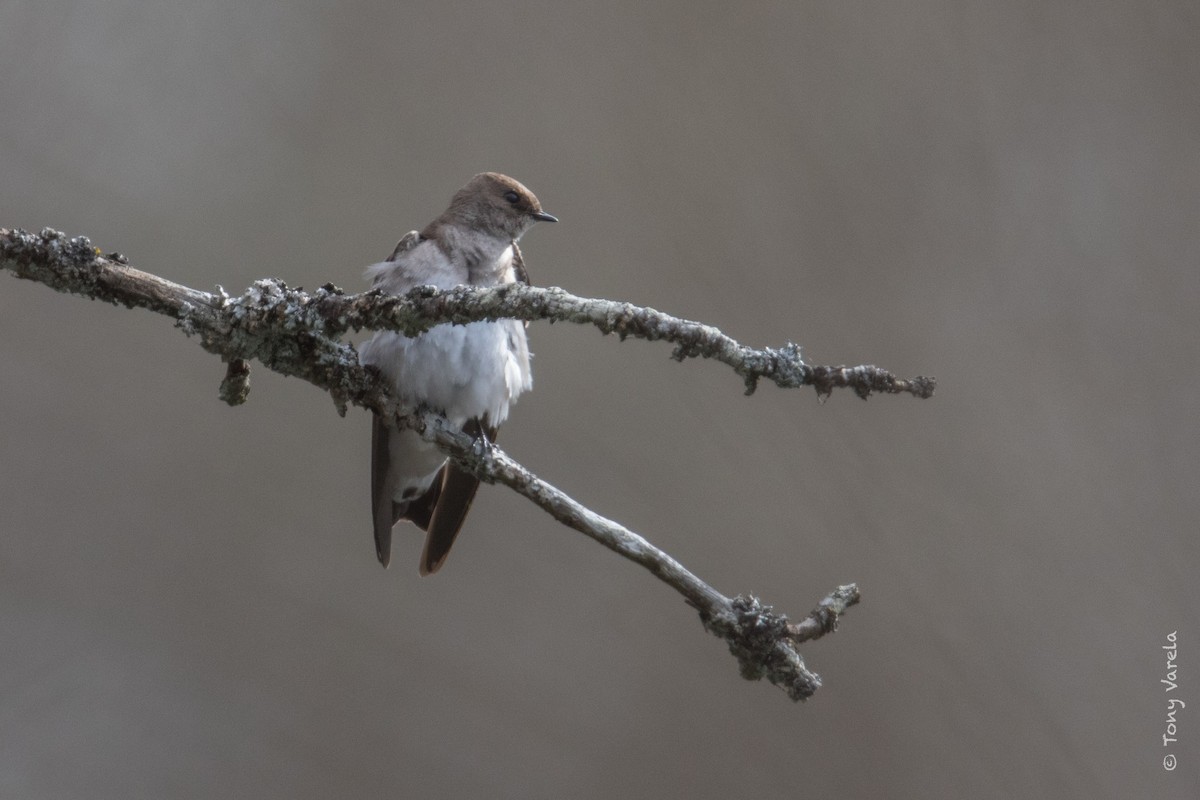 Northern Rough-winged Swallow - ML51806801
