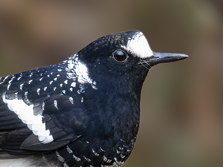Spotted Forktail - ML518068351