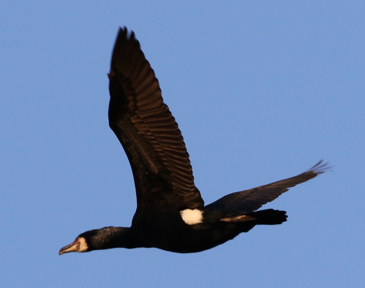 Great Cormorant (North Atlantic) - Michael Kieron