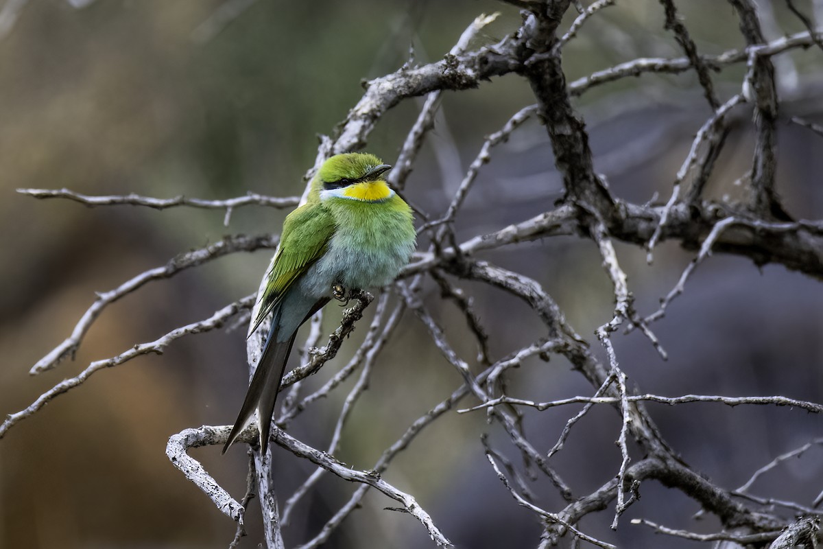 Swallow-tailed Bee-eater - ML518070111