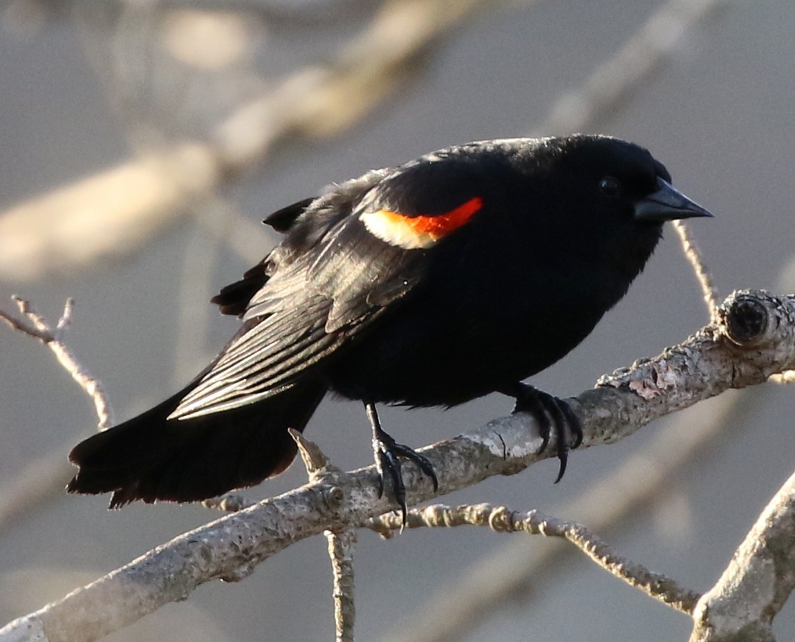 Red-winged Blackbird - Michael Kieron