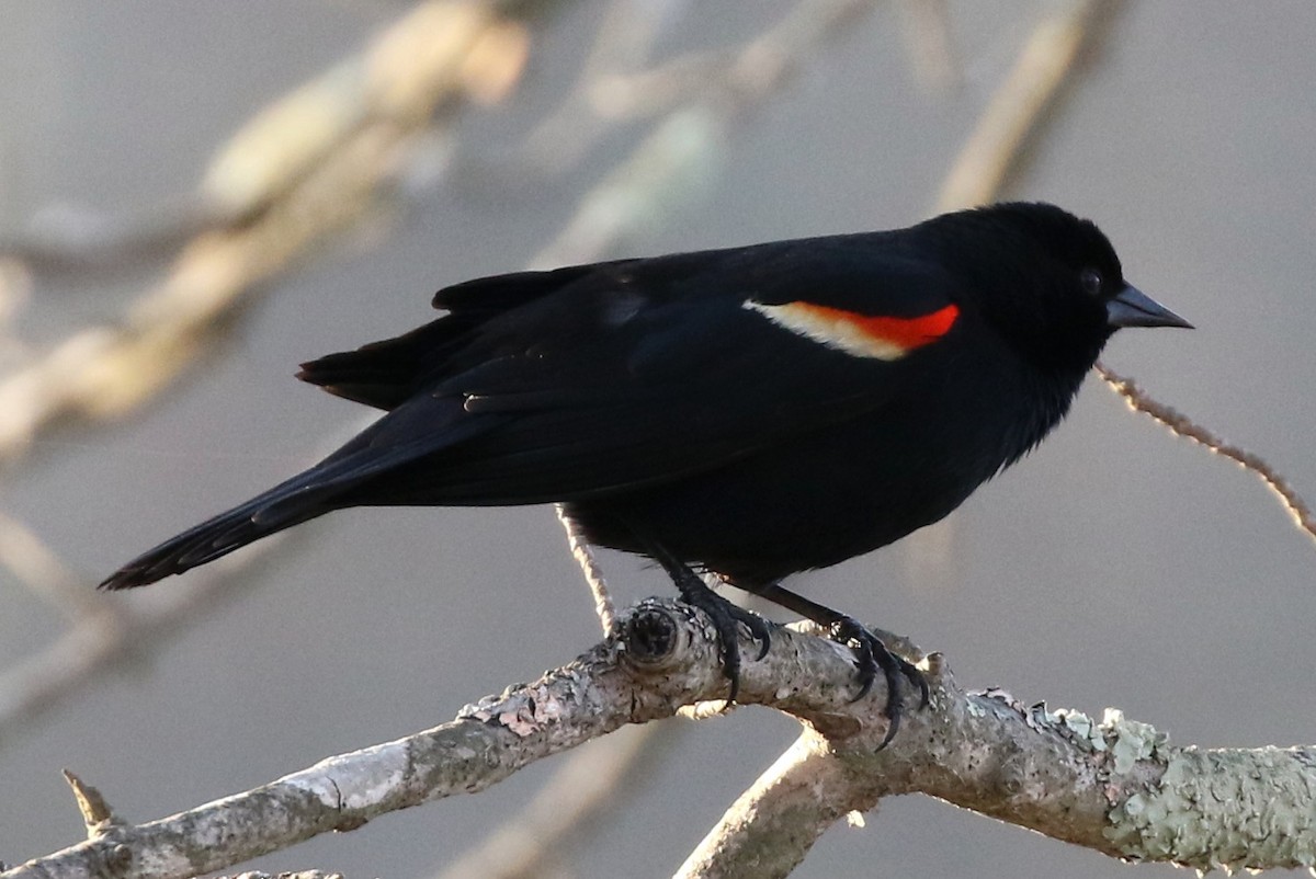 Red-winged Blackbird - ML51807201
