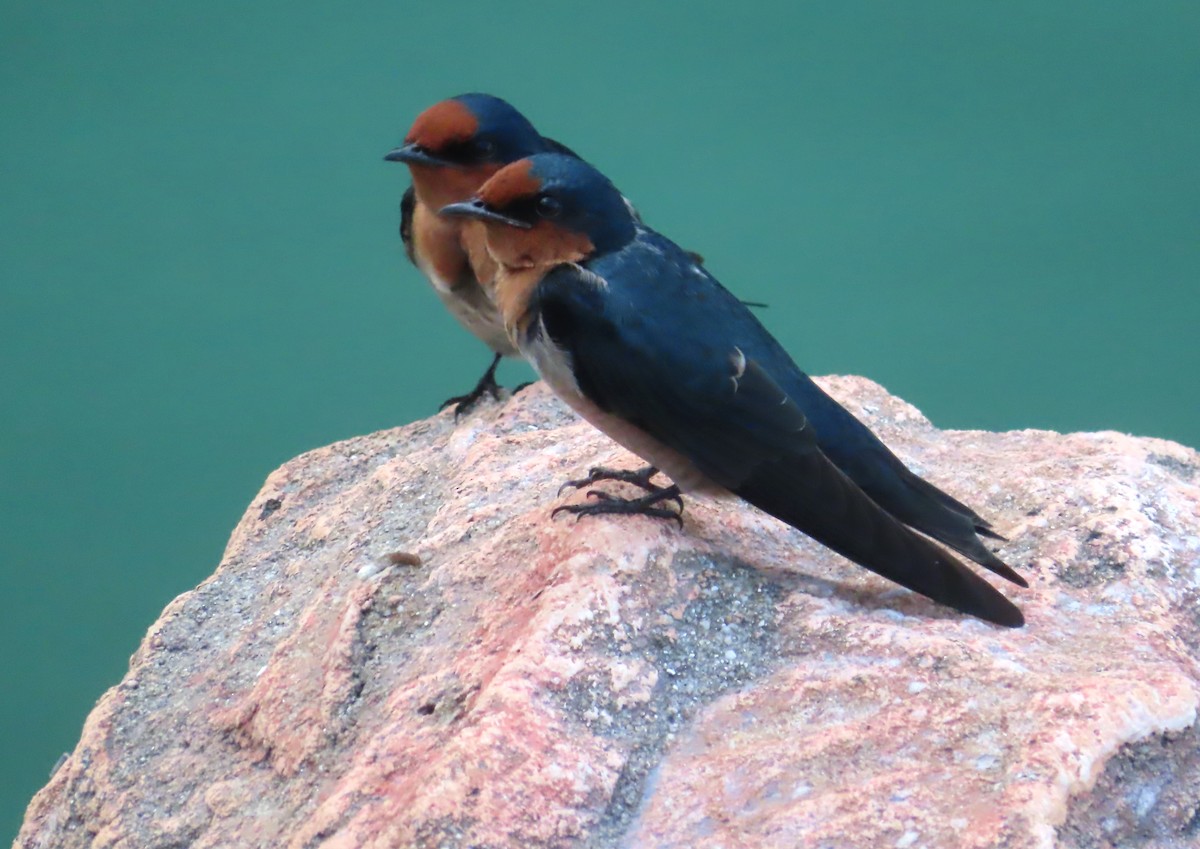 Pacific Swallow - ML518074181