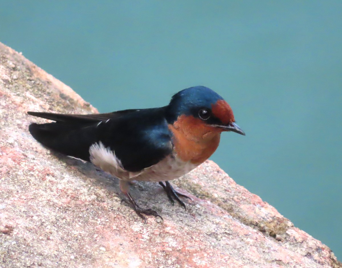 Pacific Swallow - ML518074231