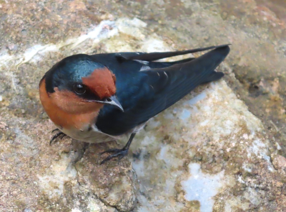 Pacific Swallow - ML518074241