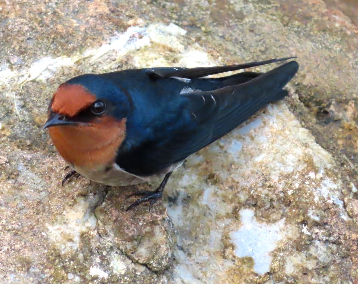 Pacific Swallow - ML518074251