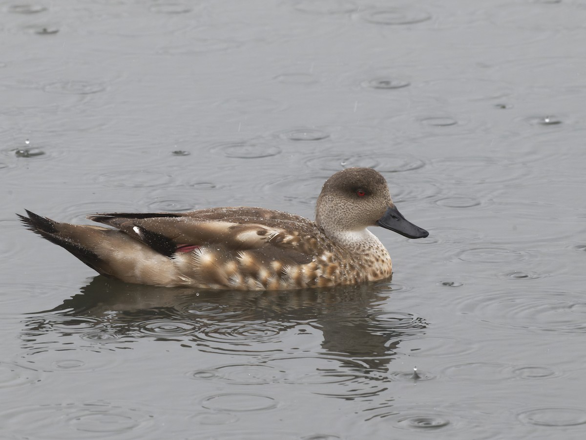 Crested Duck - ML518075231