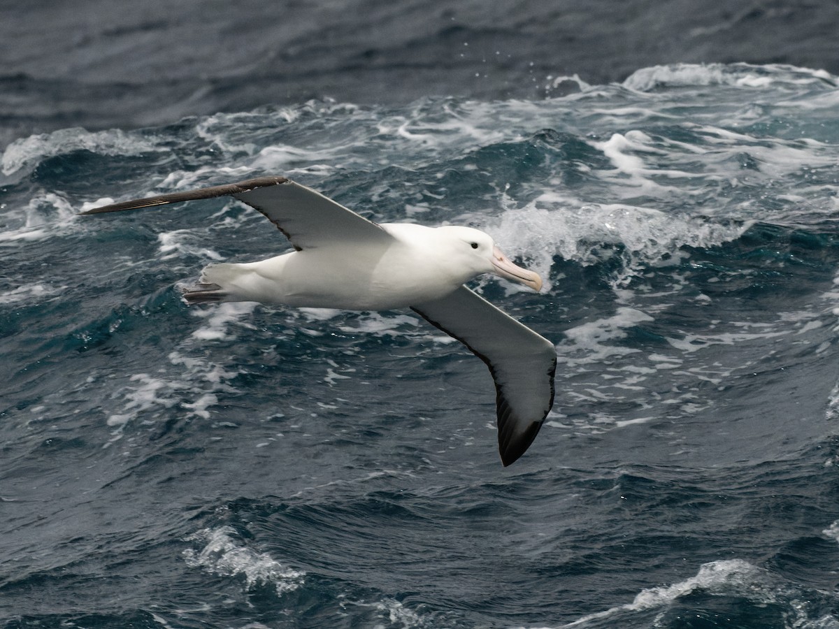 Northern/Southern Royal Albatross - ML518077271