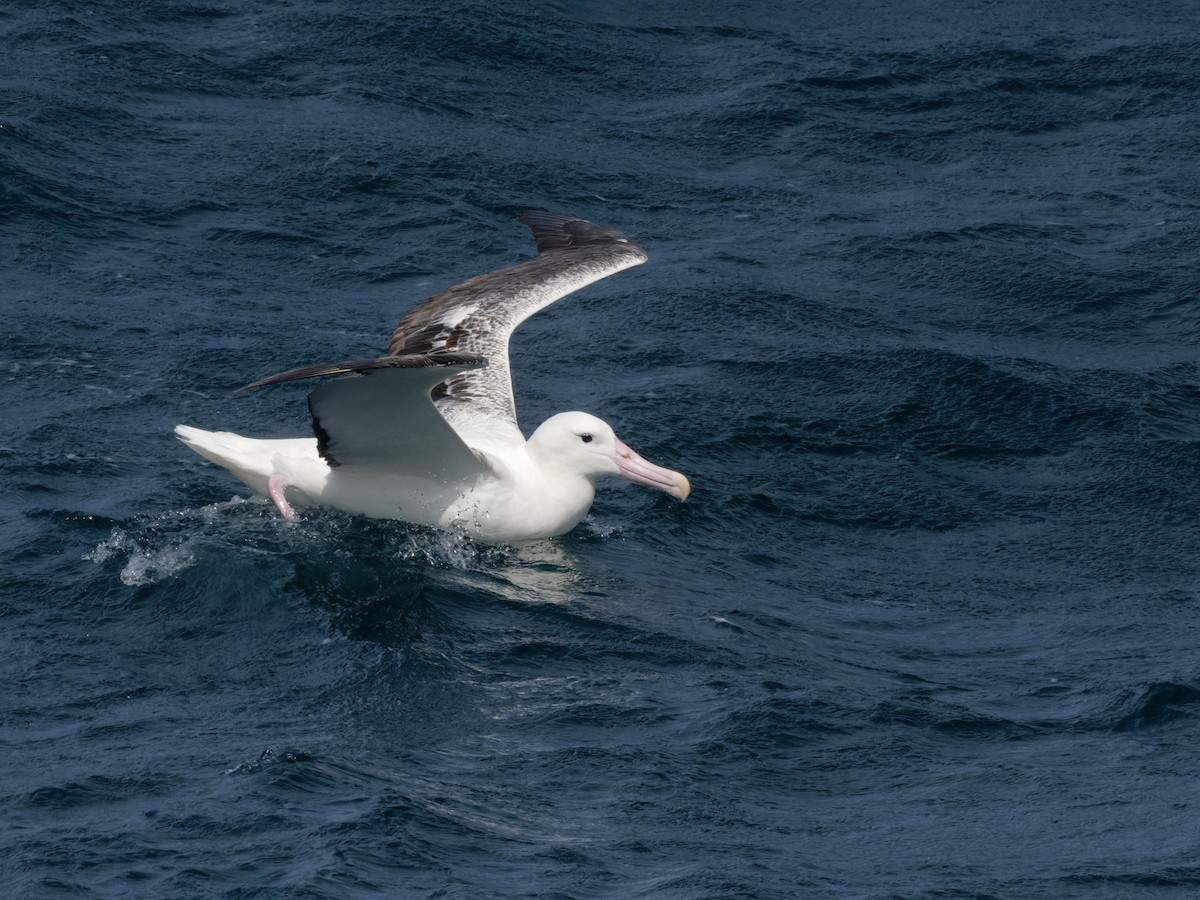 Northern/Southern Royal Albatross - Alan Van Norman