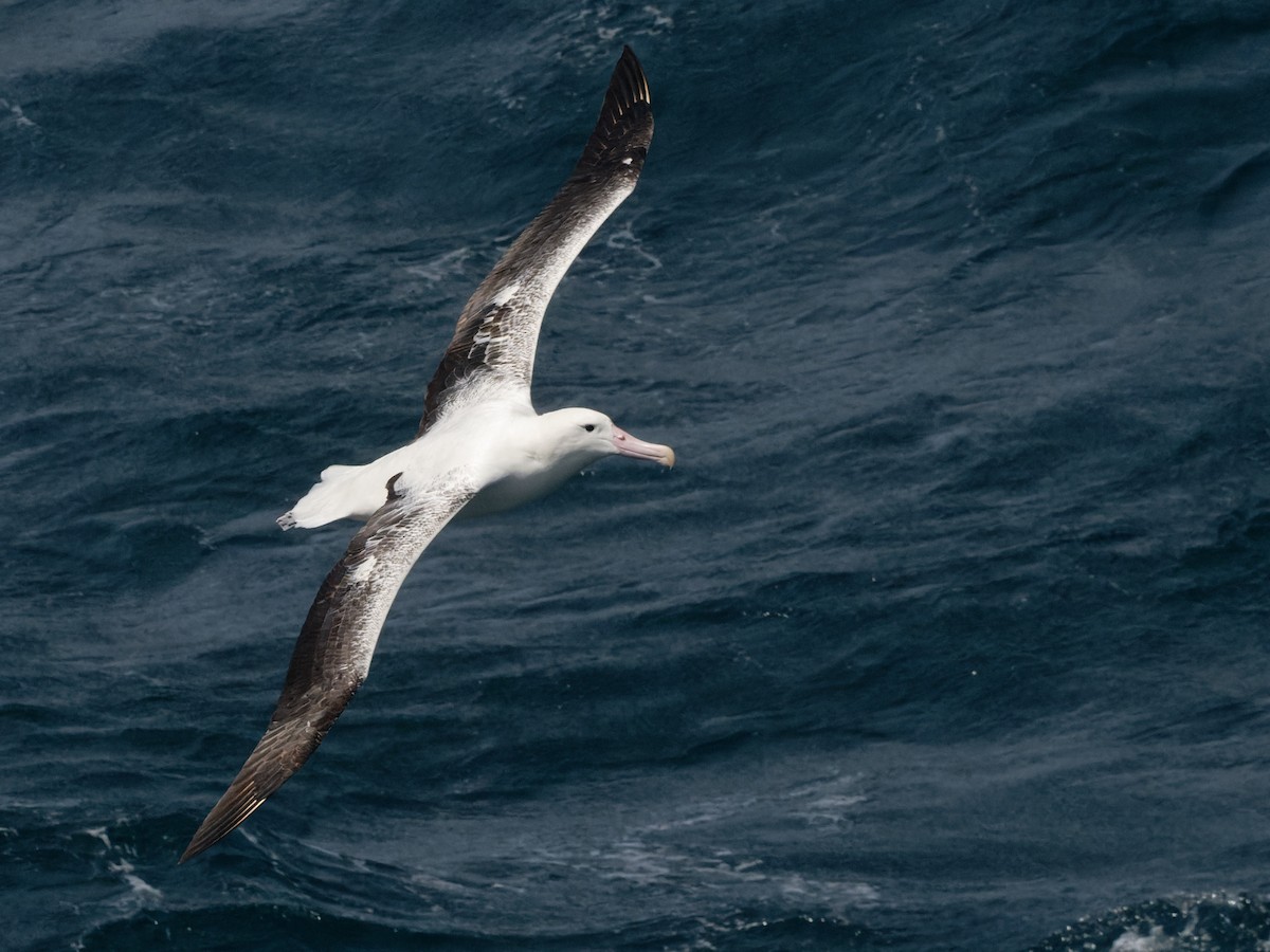 Northern/Southern Royal Albatross - ML518083401