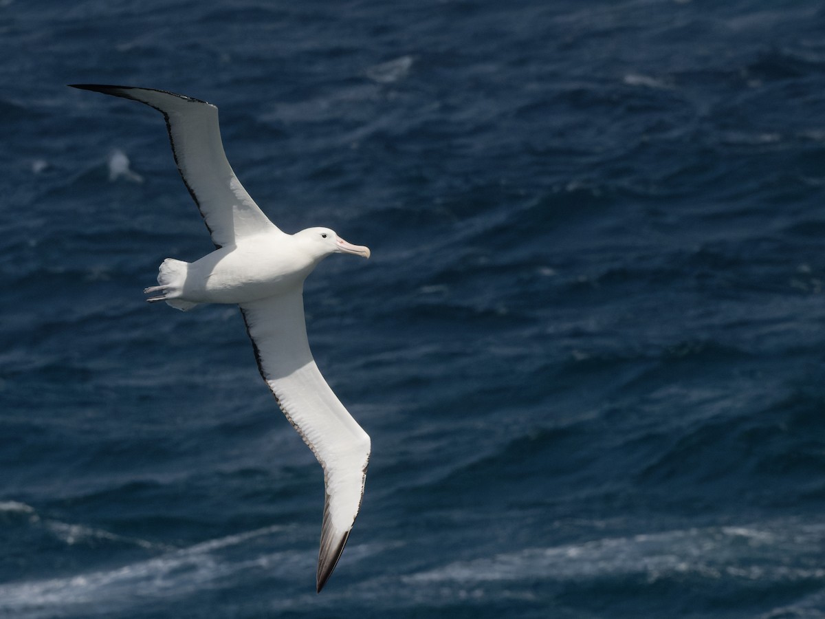 Northern/Southern Royal Albatross - ML518083411