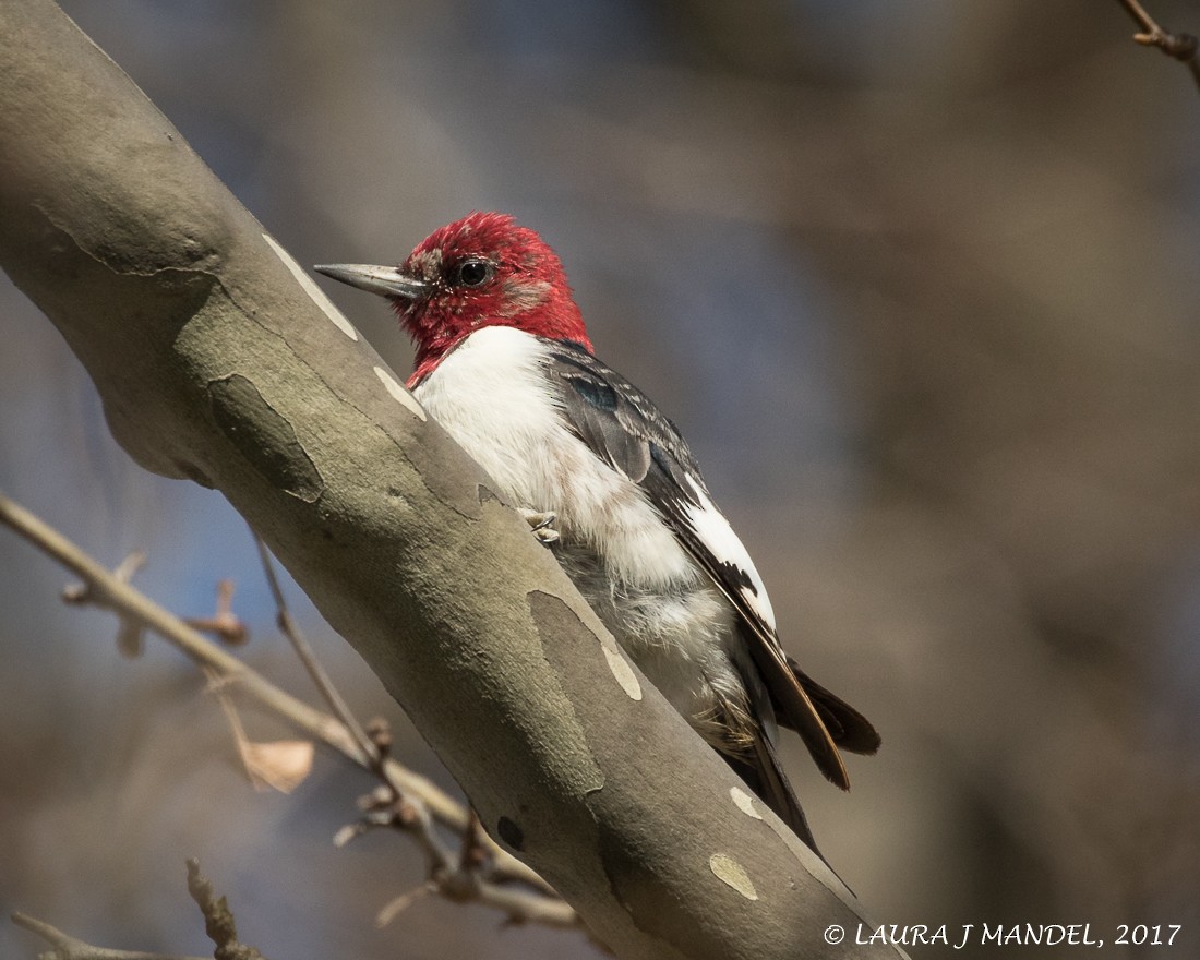 Red-headed Woodpecker - Laura Mandel